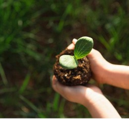 Hands holding a young plant